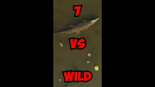 7 vs. Wild - Das erste Krokodil 🐊 #7vswild #shorts