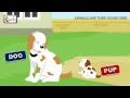Animals And Their Young Ones The Baby Animals Song Mother And Baby Animals Elearnin