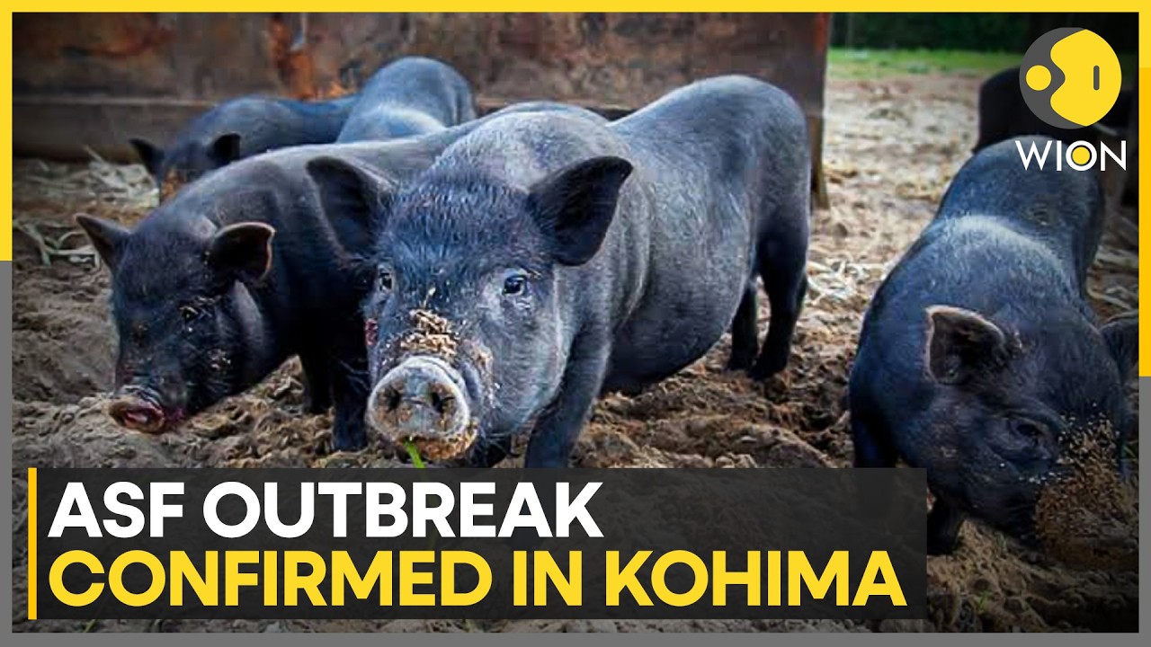 African Swine Fever Outbreak Puts Nagaland On High Alert | Pig Movement Banned In Kohima