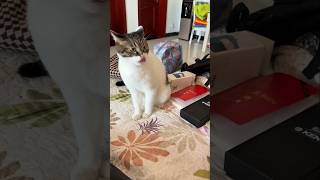 #cat #cute #catvideo #cutecat #funnyvideo #funny