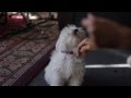 The Cutest Puppy In The Whole Wide World