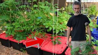 This Blew My Mind, Easiest Gardening Ever