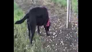 Xenia (Hund) - Vegi-Mirabelen-Day 