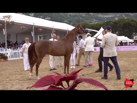 N.43 ENCARINA - Menton 2019