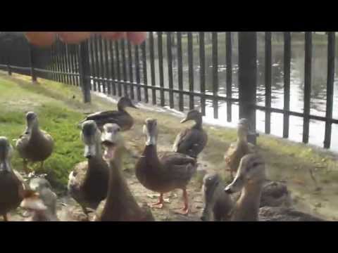 YouTube video