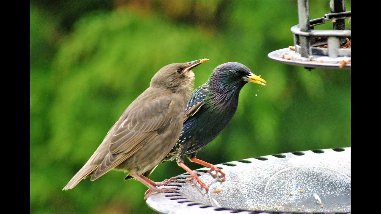 Talking Starling