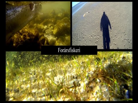 Strategi til forårsfiskeri efter havørred / Spring fishing for Sea Trout