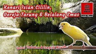 Download lagu Kenari isian cililin, gereja tarung dan belalang emas, variasi tembakan dan cengkok mewah mp3