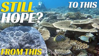 Is There STILL Hope? Coral Regeneration In Maldives - Ep 80