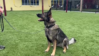 You can't outrun her: This Naples school hired a K-9 unit to prevent shooting threats