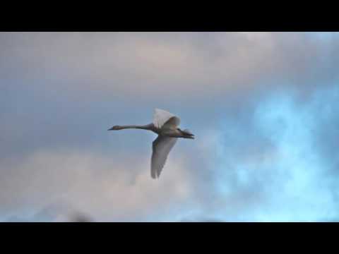 "Aljonushka" - Mikhail Mchedelov