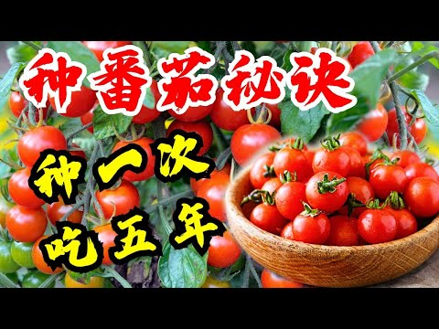 , title : '种番茄 种西红柿 西红柿种植这样种才会高产 樱桃番茄种一次吃五年 How to Grow Cherry Tomatoes Guide Plant Once Harvest for Years'