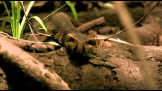 preview picture of video 'Florida Cottonmouth (Agkistrodon piscivorus conanti)'