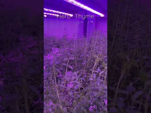 Herb - Thyme                              #hydroponics #agriculture #farm #learning
