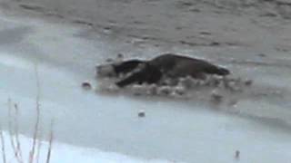 preview picture of video 'Mink versus dead Goose in Nebraska'