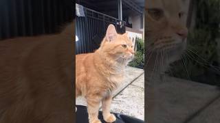 Download lagu Suara kucing memanggil temannya mp3