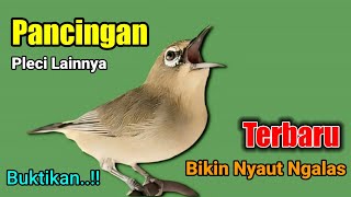 Download lagu PLECI GACOR suara ngalas BERSAHUTAN  ini PANCINGAN PLECI AGAR BUNYI jadikan BURUNG PLECI Gacor EMOSI mp3