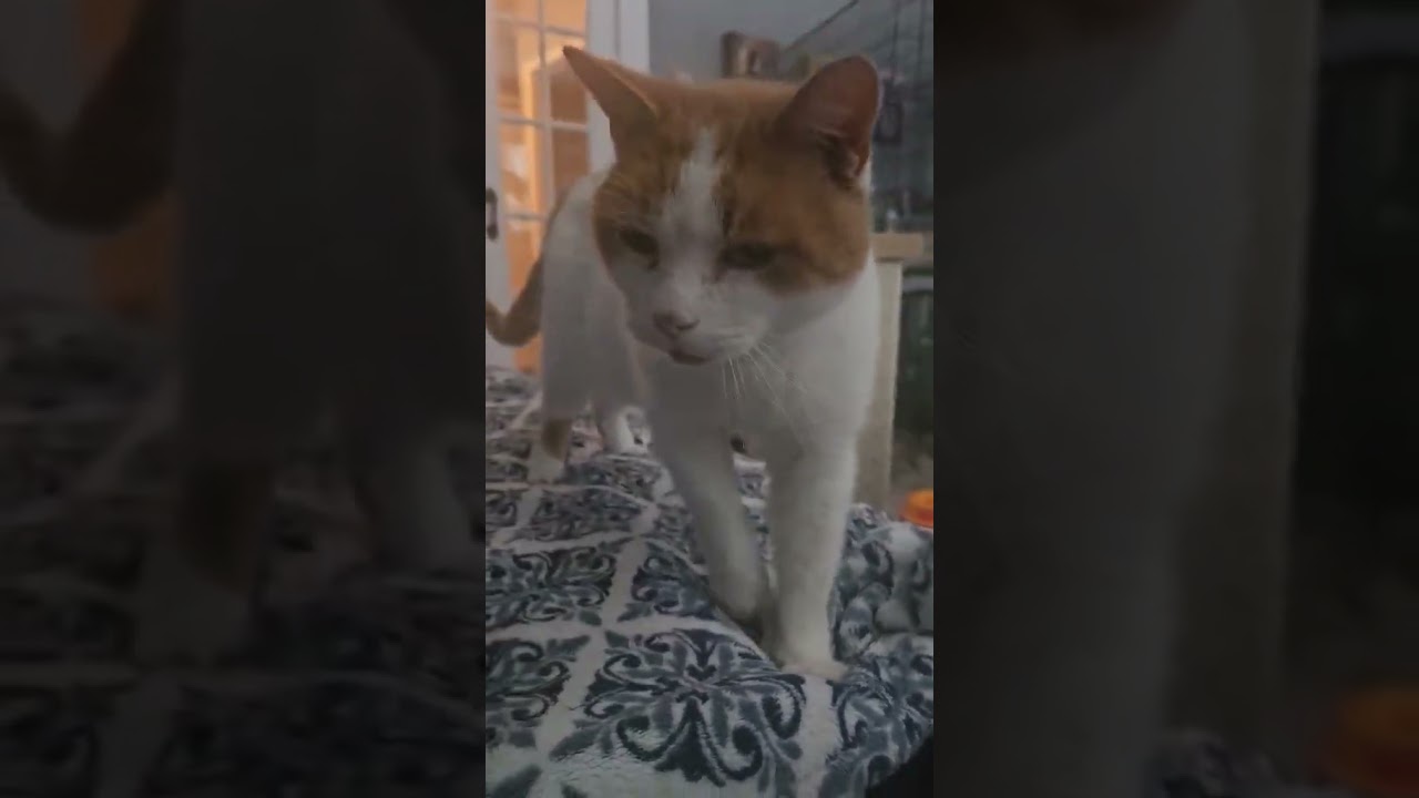 Enlarge Bogart (Believes in Love), an adopted Domestic Short Hair in Rochester, NY video 3/3