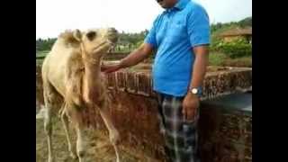 preview picture of video 'Abdul Majeed and AC Abdulla in Bekal Beach Park on 05-05-2012.mp4'