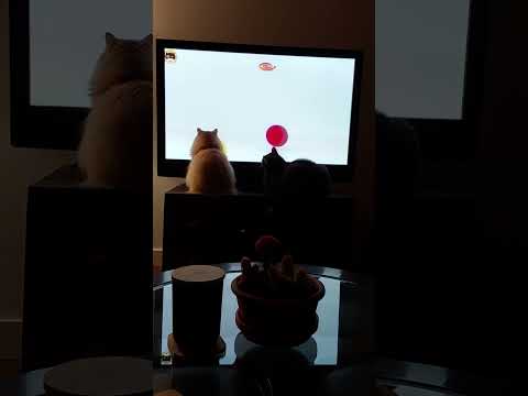 O'Malley  & Phileas TV time  # O'Malley  #Phileas #CatTV #cats # throwback