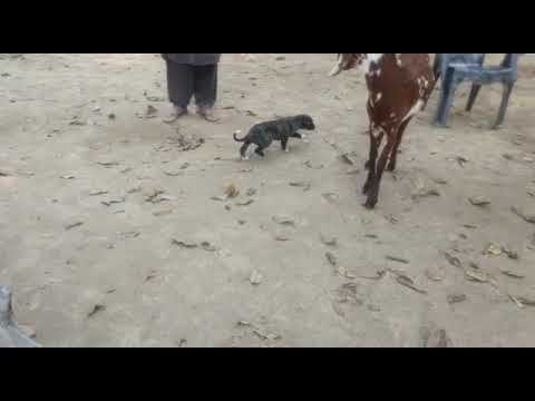 #lucknow rampur hound puppy's available