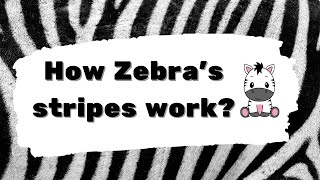 How zebra's stripes work? | How do a zebra's stripes act as camouflage?