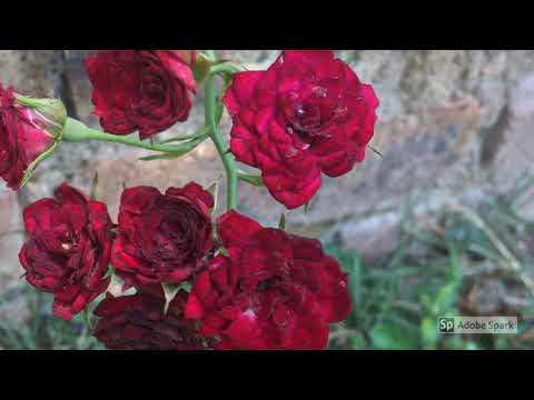 download lagu mp3 mp4 Janas Place, download lagu Janas Place gratis, unduh video klip Janas Place