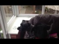 Bee stings dog numerous times very funny 