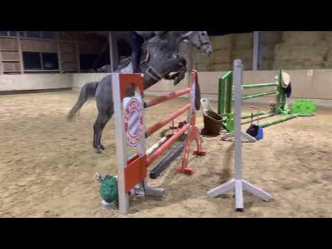 SOLD!! CHIARA (8yo mare by Colman x Quantum) Januar 2022