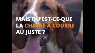 Q'est ce que la chasse à courre au juste ?