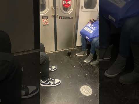 This New York Pigeon Rides the Subway Like a Local
