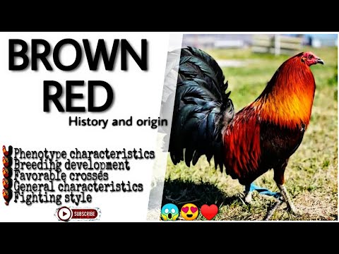 😱The brown red gamefowl history and origin.