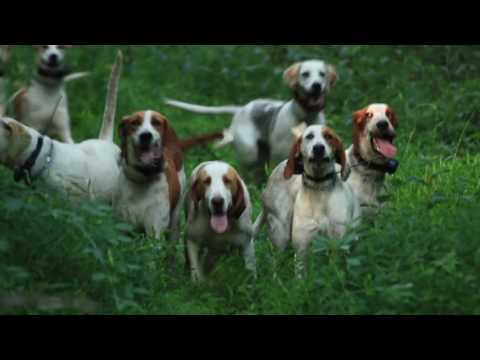 The Music of the Hounds