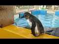 生後およそ１００日ケープペンギンのひな、上手に泳ぎます！（若干お笑い要素入り…）