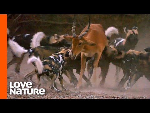 Thumbnail for Wild Dogs Mercilessly Take Down Antelope | Love Nature by Wild Dogs