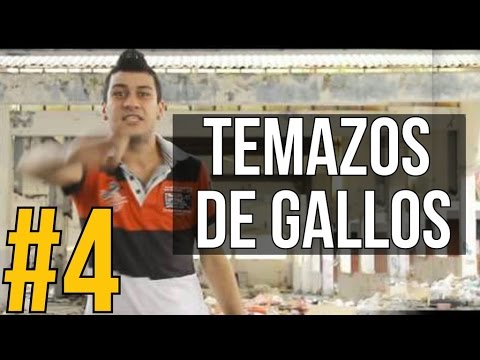 TEMAZOS DE GALLOS #4