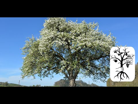 alte Obstbäume schneiden - schwaches Wachstum korrigieren - Streuobstwiese