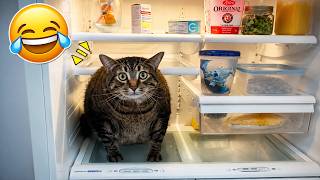 笑いが止まらない🤣 猫のおもしろ動画まとめ 🐱 可愛い猫たちの爆笑ハプニング＆珍行動2026最新版！