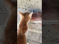 Hungry Cat Meow Very Loud On The Streetube