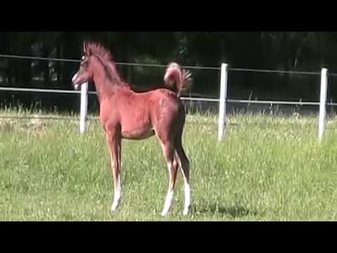 SAFAR ARABER präsentiert: Safar Mahrei 2014