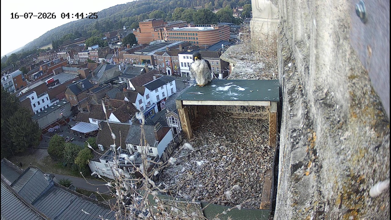 Live webcam view of High Wycombe Peregrine Falcon Nest