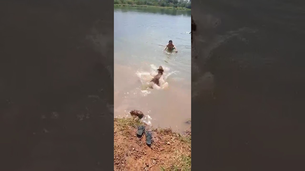 Cachorro raça Pit-Bull idade 1 ano nome Zeus 