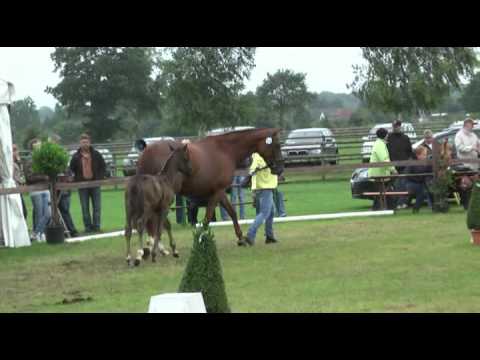 Sudweyher Fohlenschau 2011 - Kat.-Nr. 05: Stutfohlen v. Dancier - Brentano II  - Carbid