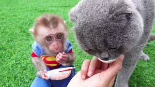 Cute Monkey 🐵 And Lovely Cat Open Yummy Surprise Eggs Playing With Toys & Chocolate|Satisfying Video