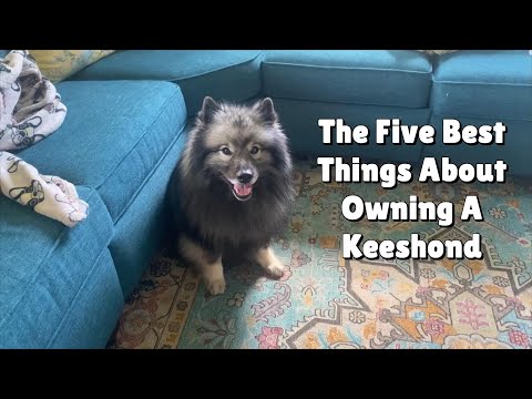 5 Best Things About Owning A Keeshond