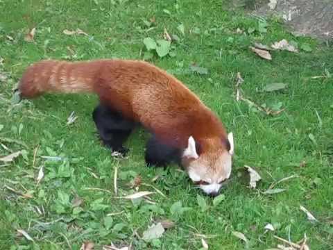 cute red panda walking around