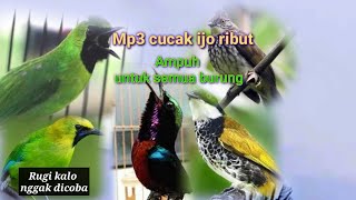 Download lagu MP3 CUCAK IJO RIBUT...AMPUH UNTUK SEMUA BURUNG HUTAN..COBA BUKTIKAN KALO GAK PERCAYA mp3