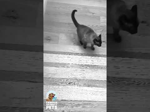 Kesha’s Cat Heading for the Top Floor 🐈 📶#Shorts