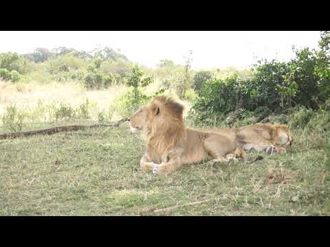 Lion Sighting In The Masai Mara