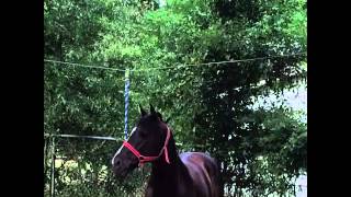 El cuervo grupo laberinto